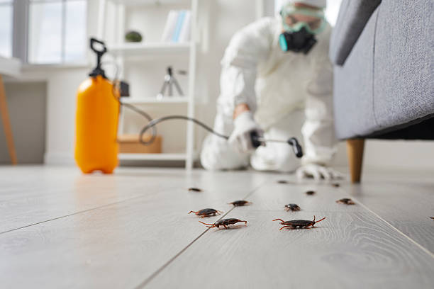 Commercial Kitchen Cockroach Control in Martinez
